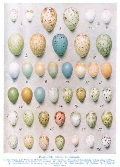 Eggs: Greenfinch: Goldfinch etc, illustration from 